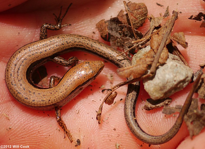 Ground Skink (Scincella lateralis)