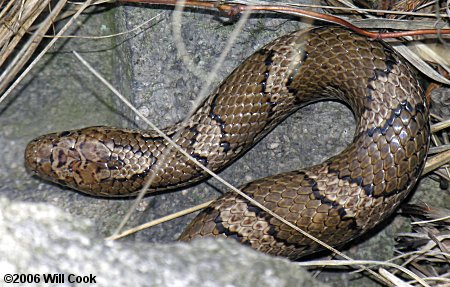 Eastern Milk Snake (Lampropeltis triangulum triangulum)
