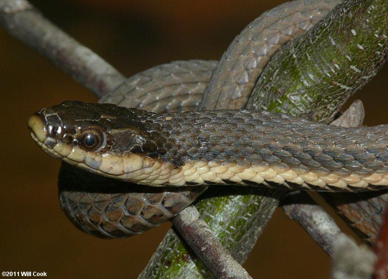 Queen Snake (Regina septemvittata)