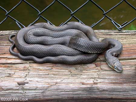 Black Rat Snake (Elaphe obsoleta obsoleta)