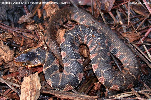 Red-belly Water Snake (Nerodia erythrogaster)