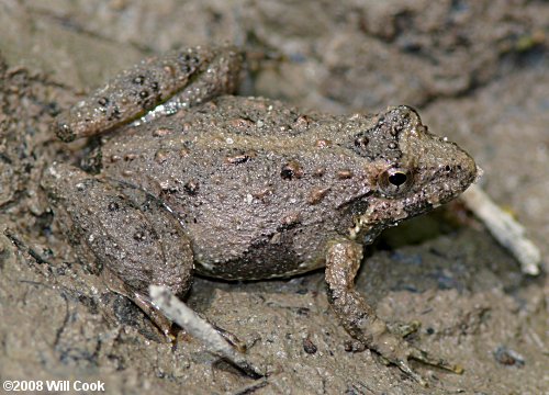 Southern Cricket Frog (Acris gryllus)