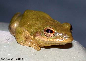 Squirrel Treefrog (Hyla squirella)