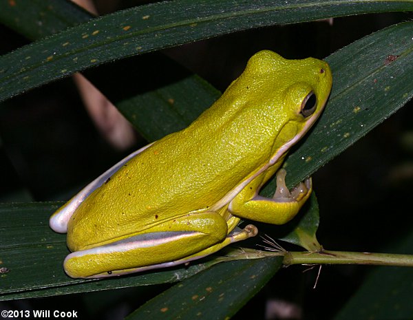 Squirrel Treefrog (Hyla squirella)