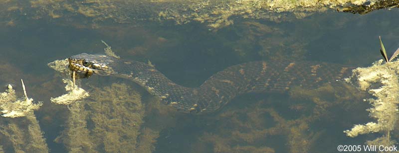 Banded Watersnake (Nerodia fasciata)