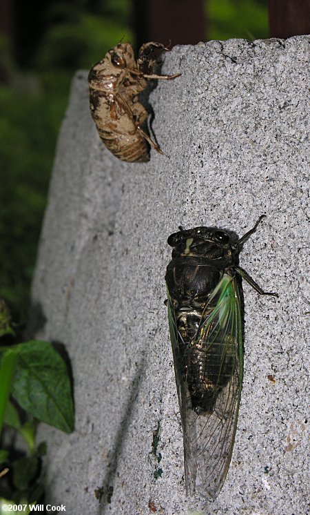 Dog-Day Cicada (Tibicen sp.)