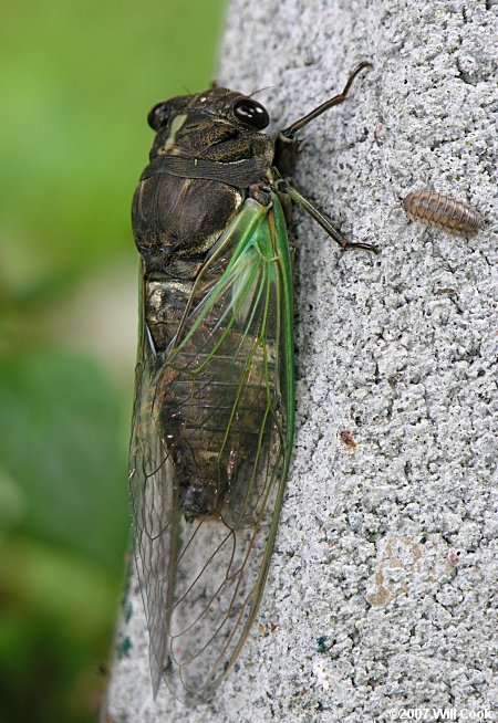 Dog-Day Cicada (Tibicen sp.)