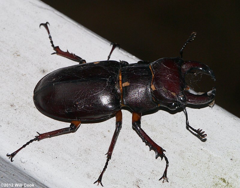 Reddish-brown Stag Beetle (Lucanus capreolus)