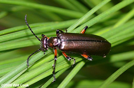 Blister Beetle (Lytta polita)
