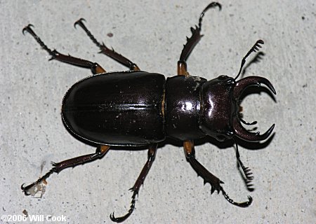 Reddish-brown Stag Beetle (Lucanus capreolus)