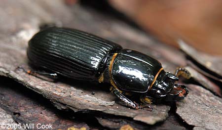 Bess Beetle (Odontotaenius disjunctus)