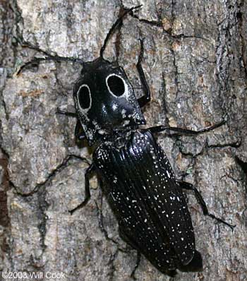 Eyed Click Beetle (Alaus oculatus)