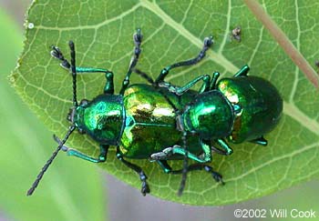 Dogbane Beetle (Chrysochus auratus)