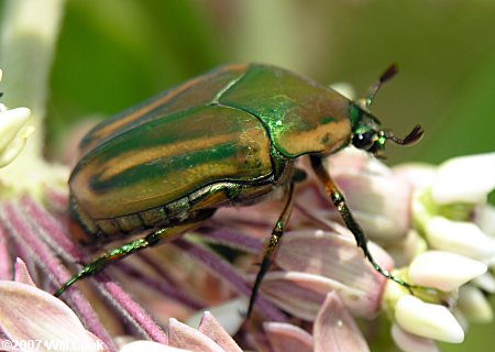 june beetle junebug green bug cotinis nitida insects carolinanature coleoptera story jewellers