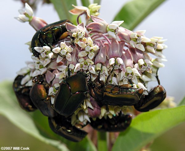 Green June Beetle (Cotinis nitida)