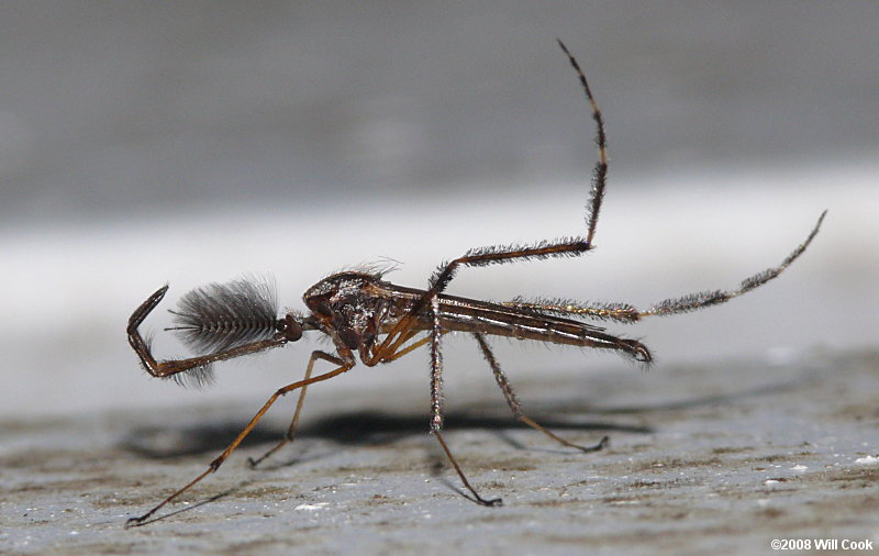 Gallinipper/Galinipper Mosquito (Psorophora ciliata) male