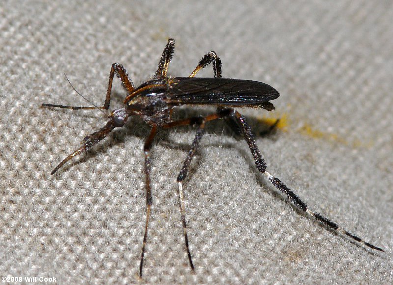 Gallinipper/Galinipper Mosquito (Psorophora ciliata) female