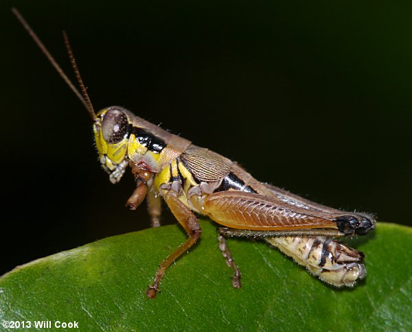 Nubile Short-wing Grasshopper (Melanoplus nubilis)