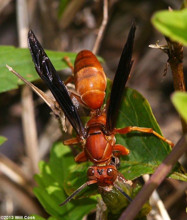 Red Wasp (Polistes rubiginosus)