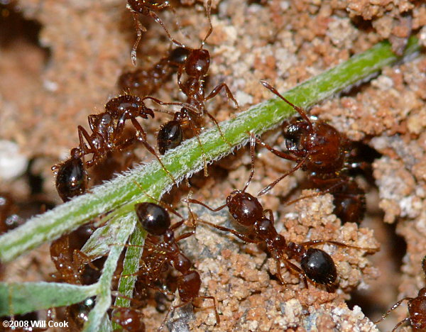 Red Imported Fire Ants (Solenopsis invicta)