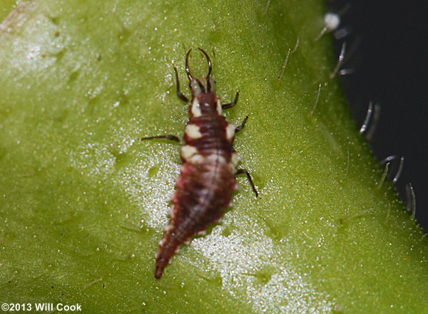 Green Lacewing (Chrysoperla rufilabris), larva