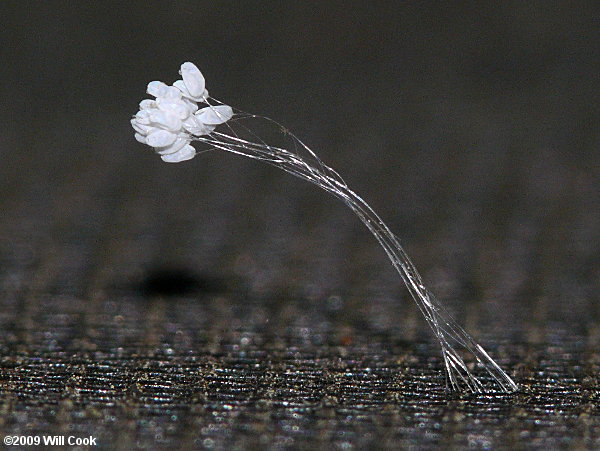 Green Lacewing (Chrysoperla rufilabris) eggs