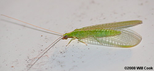 Green Lacewing (Chrysoperla rufilabris)