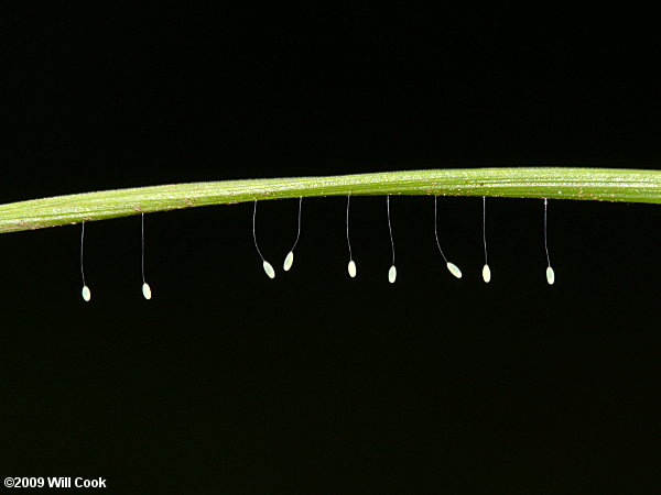 Green Lacewing (Chrysoperla rufilabris) eggs