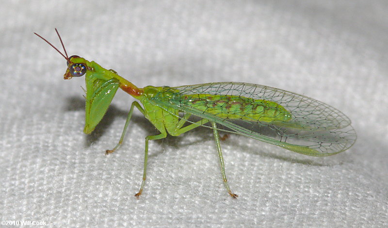 Green Mantisfly (Zeugomantispa minuta)