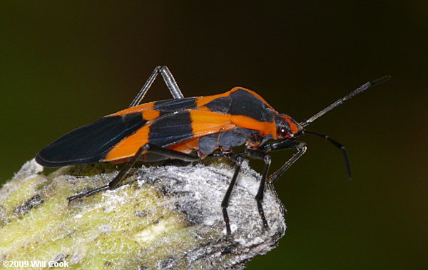 Large Milkweed Bug (Oncopeltus fasciatus)