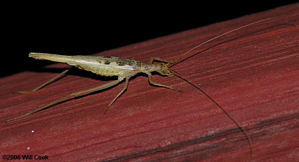 Two-Spotted Tree Cricket (Neoxabea bipunctata)