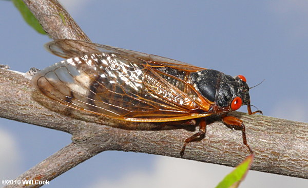 Periodical Cicada (Magicicada)