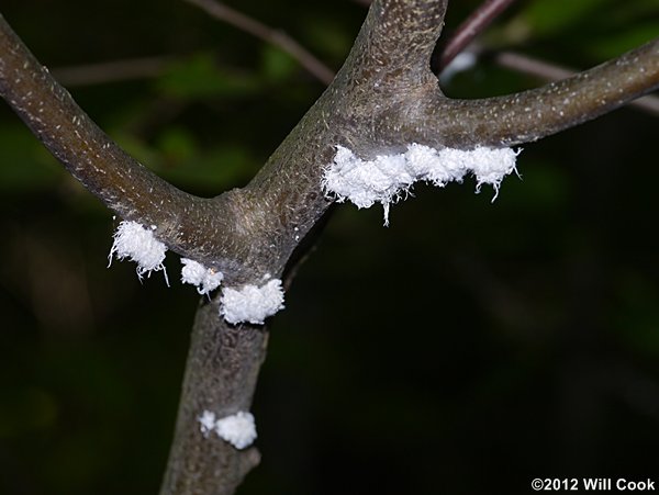 Woolly Alder Aphid (Prociphilus tessellatus)