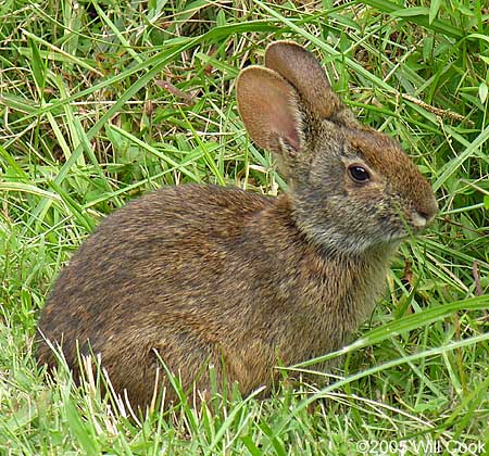 Marsh Rabbit (Sylvilagus palustris)