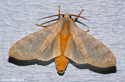 Banded Tussock Moth (Halysidota tessellaris)