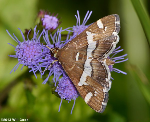 Spoladea recurvalis - Beet Webworm Moth