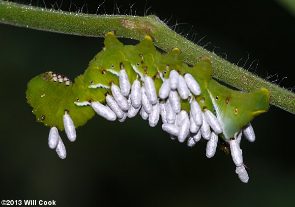 Carolina Sphinx or Tobacco Hornworm - Manduca sexta