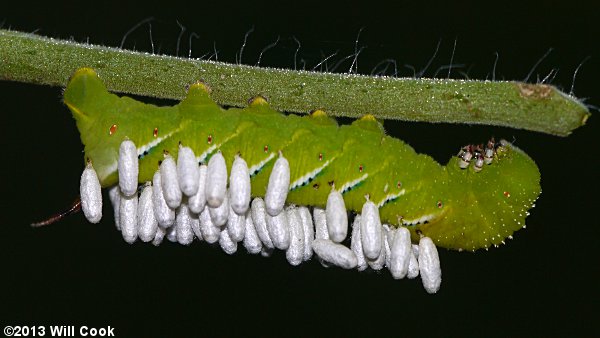 Carolina Sphinx or Tobacco Hornworm - Manduca sexta