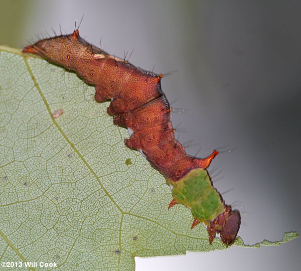 Schizura ipomoeae - Morning-glory Prominent caterpillar