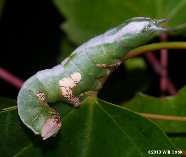 Heterocampa biundata - Wavy-lined Heterocampa caterpillar