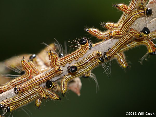 Datana ministra - Yellow-necked Caterpillar