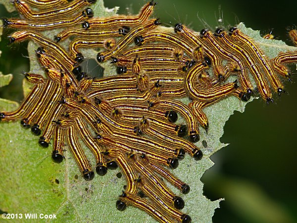 Datana ministra - Yellow-necked Caterpillar Moth