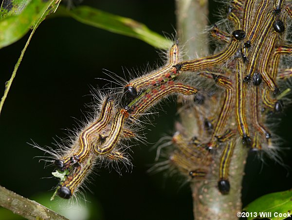 Datana ministra - Yellow-necked Caterpillar Moth