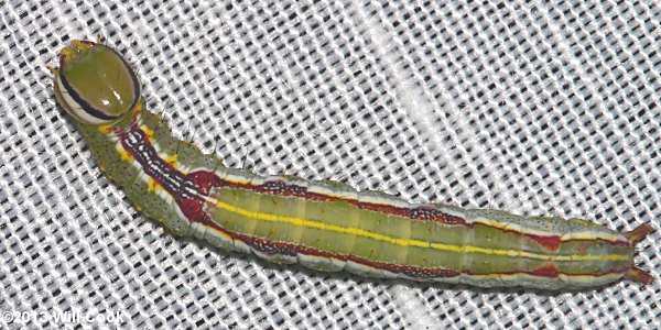 Heterocampa guttivitta - Saddled Prominent caterpillar