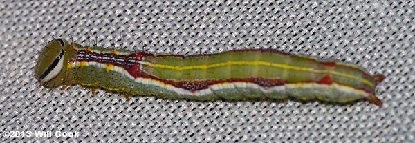 Heterocampa guttivitta - Saddled Prominent caterpillar