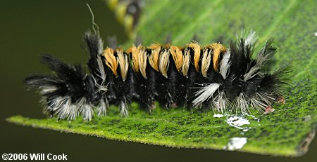 Euchaetes egle - Milkweed Tussock Moth