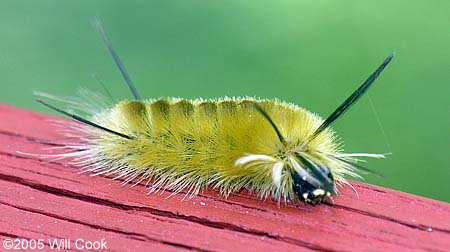 Banded Tussock Moth (Halysidota tessellaris)