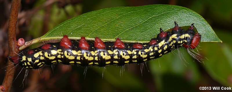 Datana major - Azalea Caterpillar Moth
