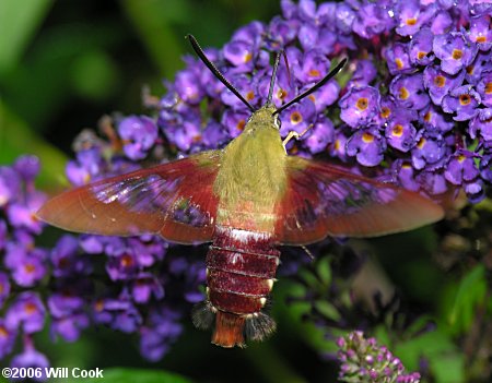 Hemaris thysbe (Hummingbird Clearwing)