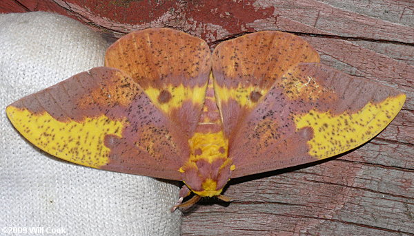 Imperial Moth (Eacles imperialis)